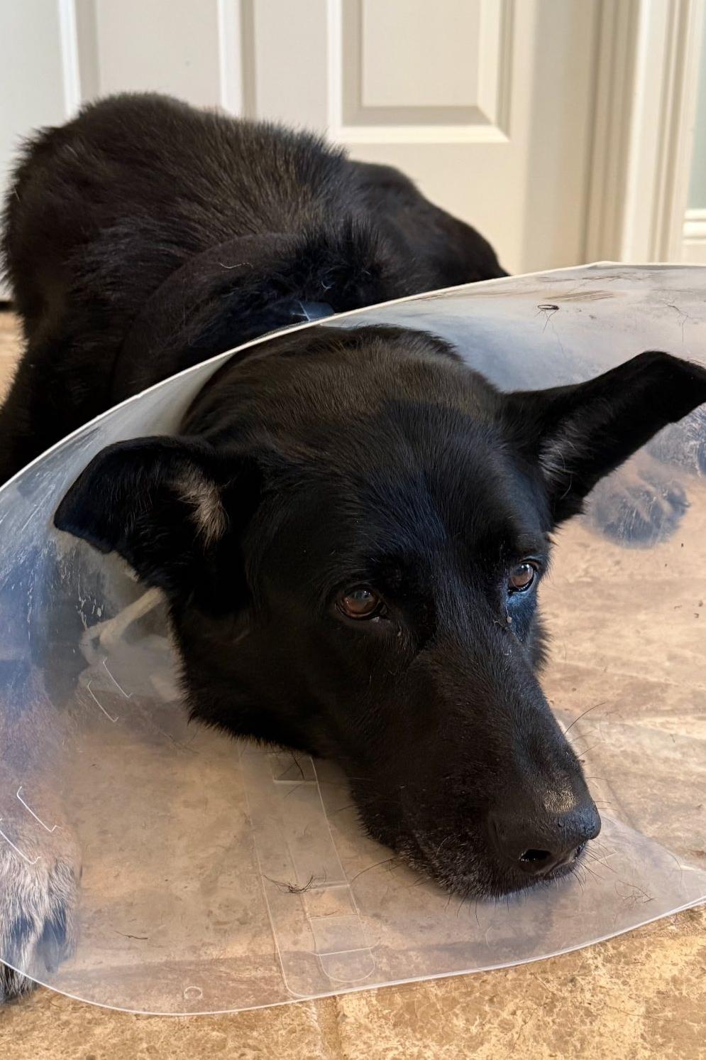 k9 jagger in cone