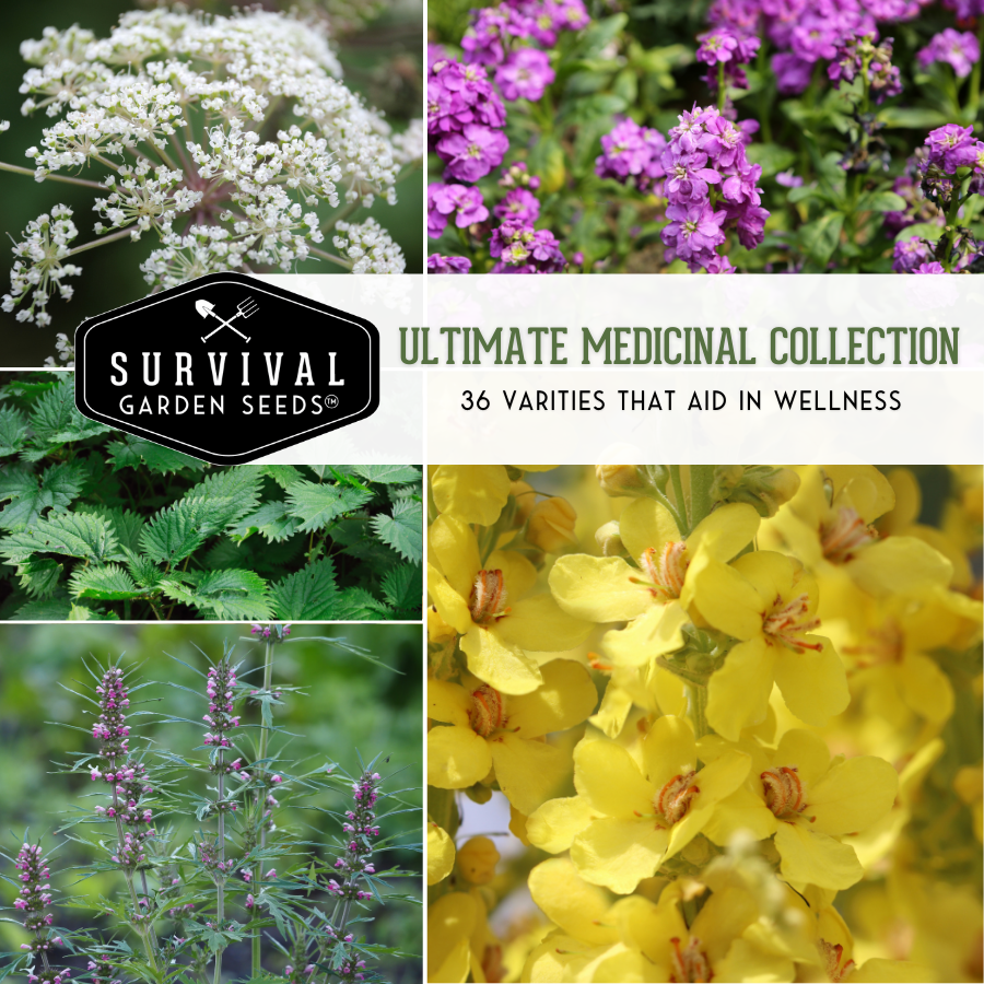 Ultimate Medicinal Herb Seed Collection - 36 Medicinal Herb and Flower Seeds
