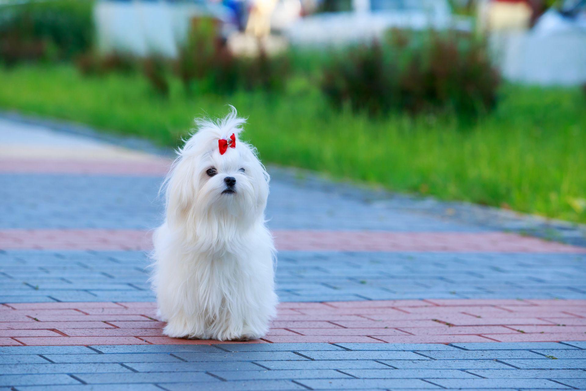 Maltese outdoors