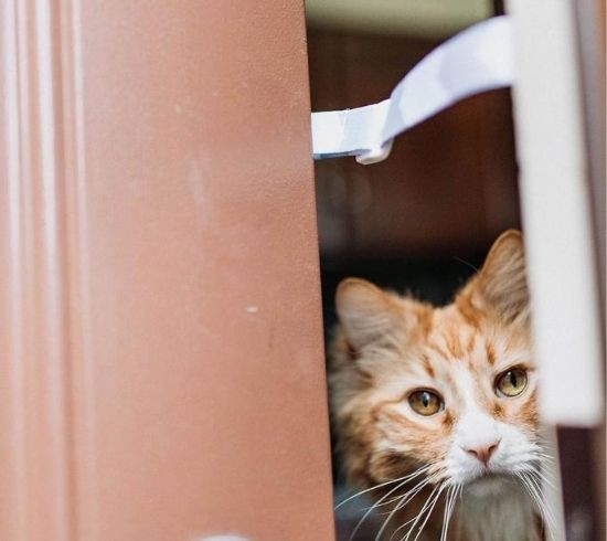 Door Buddy - why do cats hate closed doors