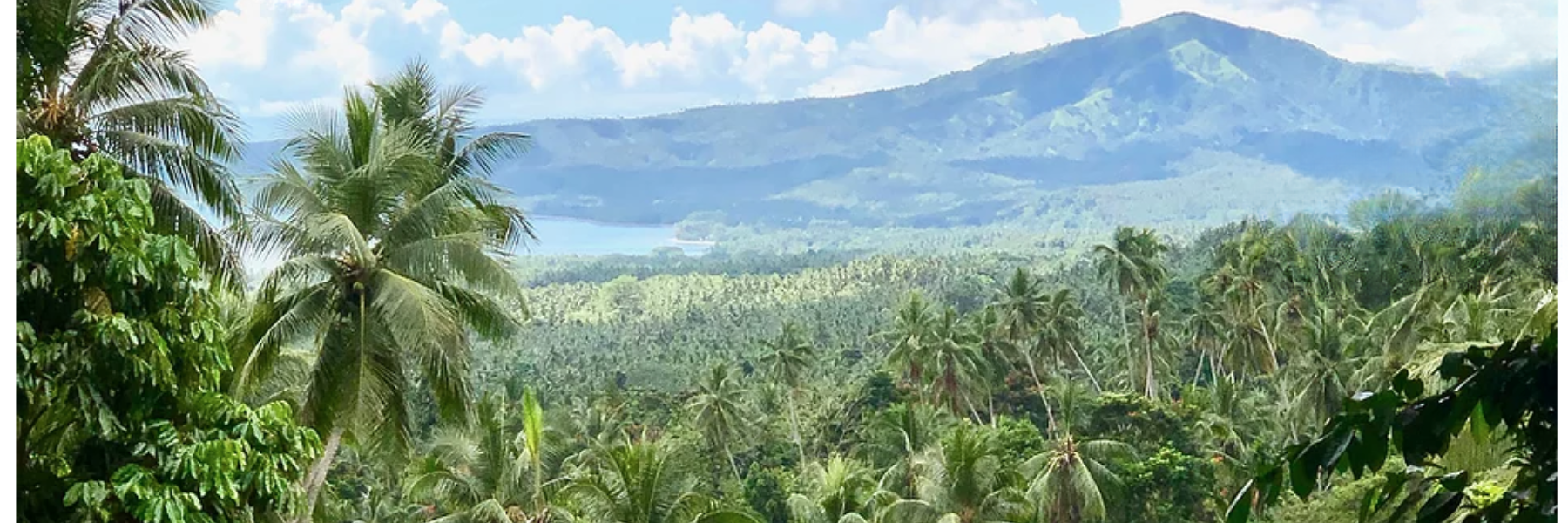 Over coffee farm looking at mountain