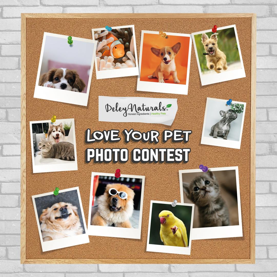 love-your-pet-photo-contest