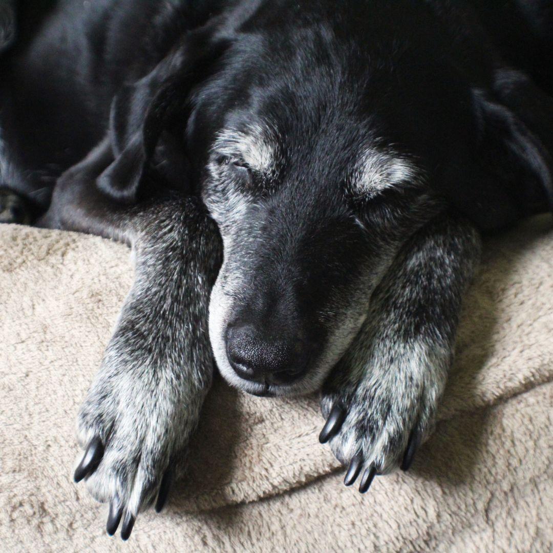 Why is My Dog Peeing in Her Sleep? Potty Buddy Potty Buddy™
