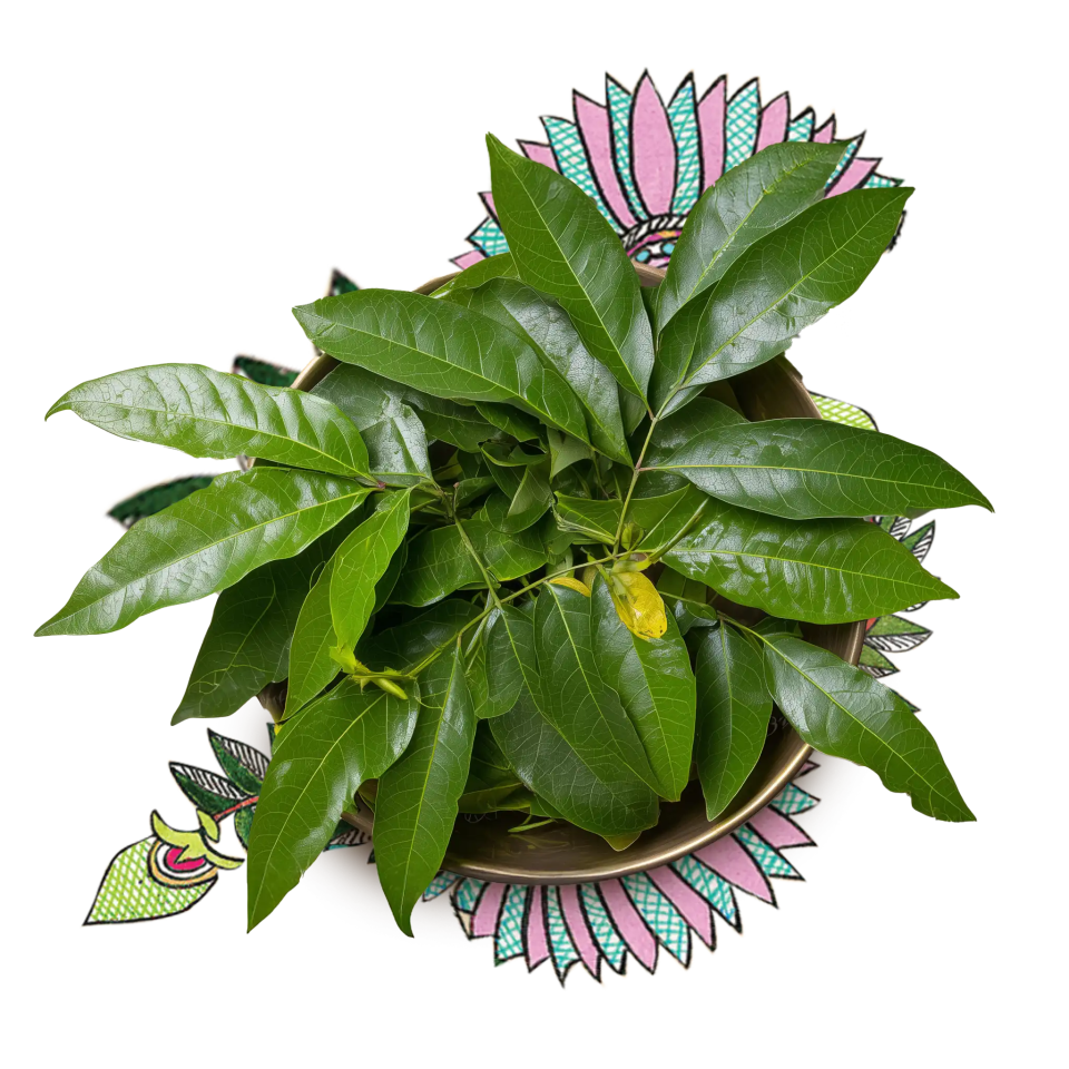 Malabar Nut Leaf (Vasaka, Justicia adhatoda) 