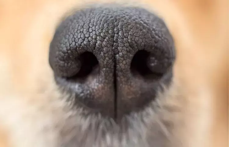 dog nose problems