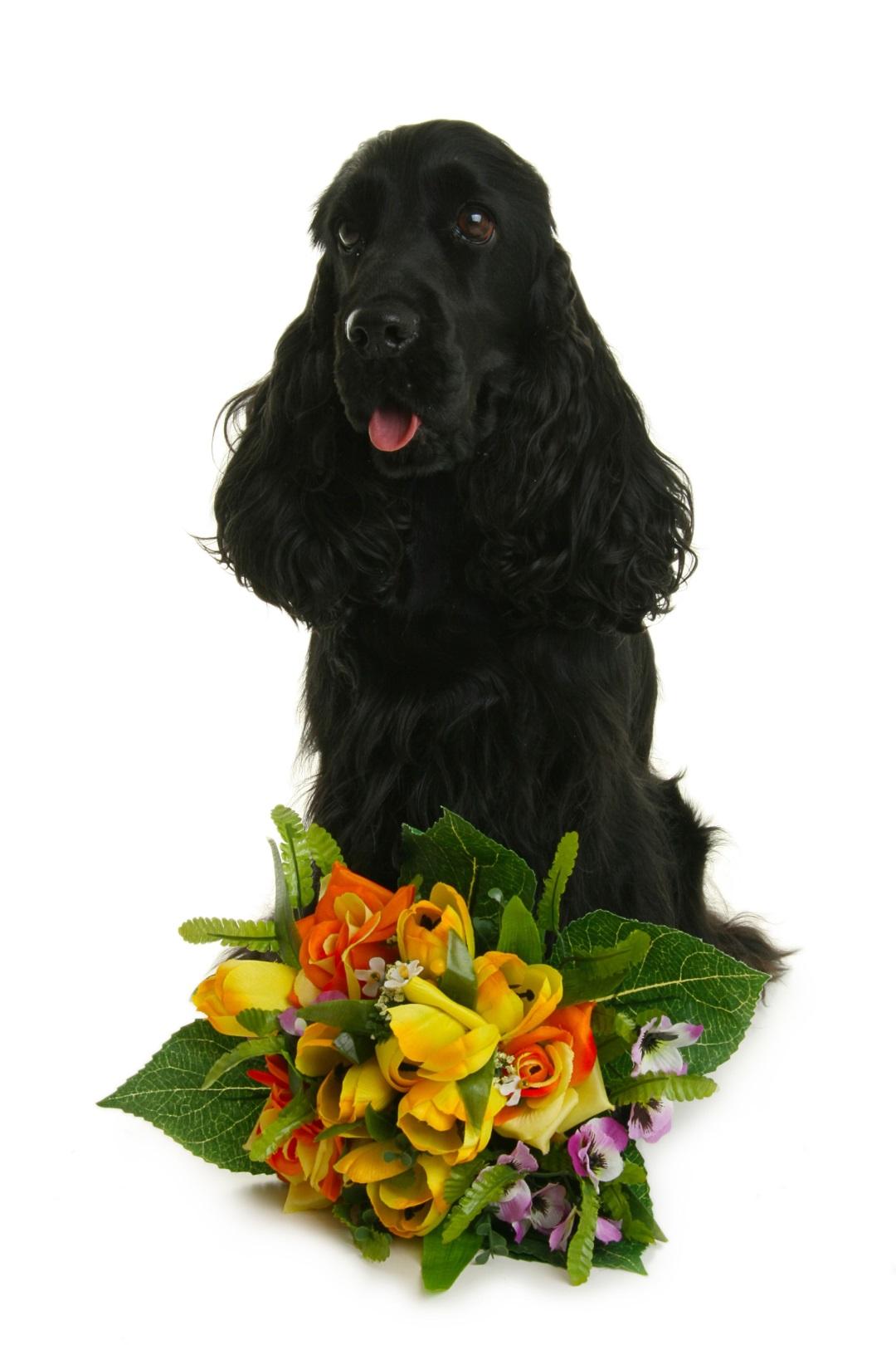 black dog with a bouquet of flowers