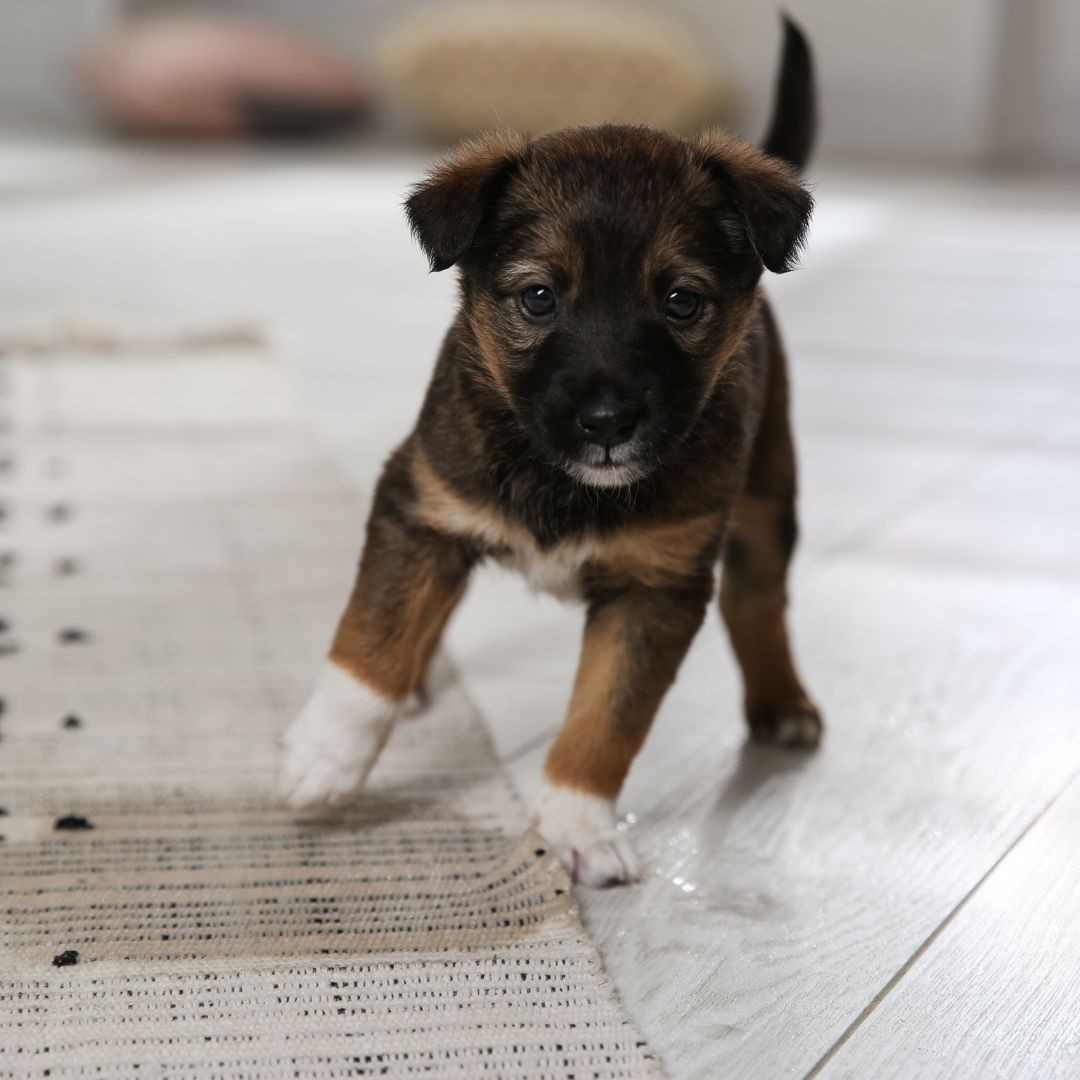 Puppy next to pee puddle on rug