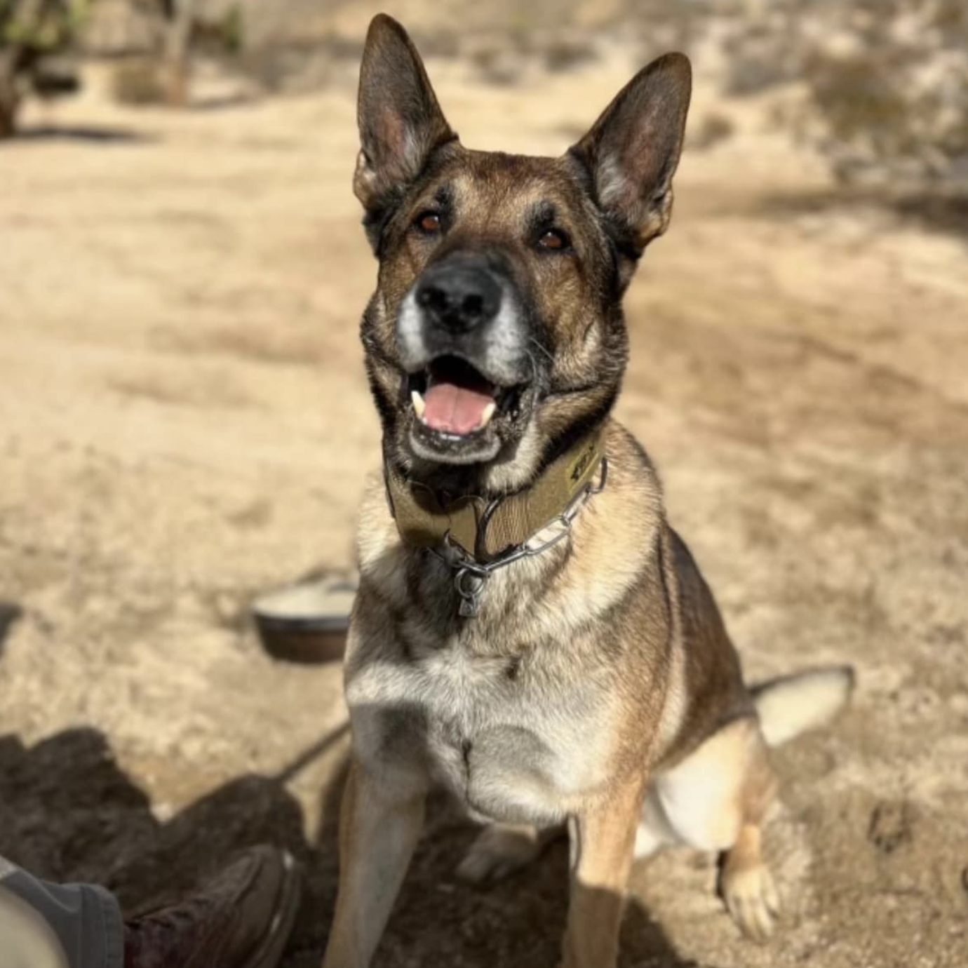 k9 ronnie
