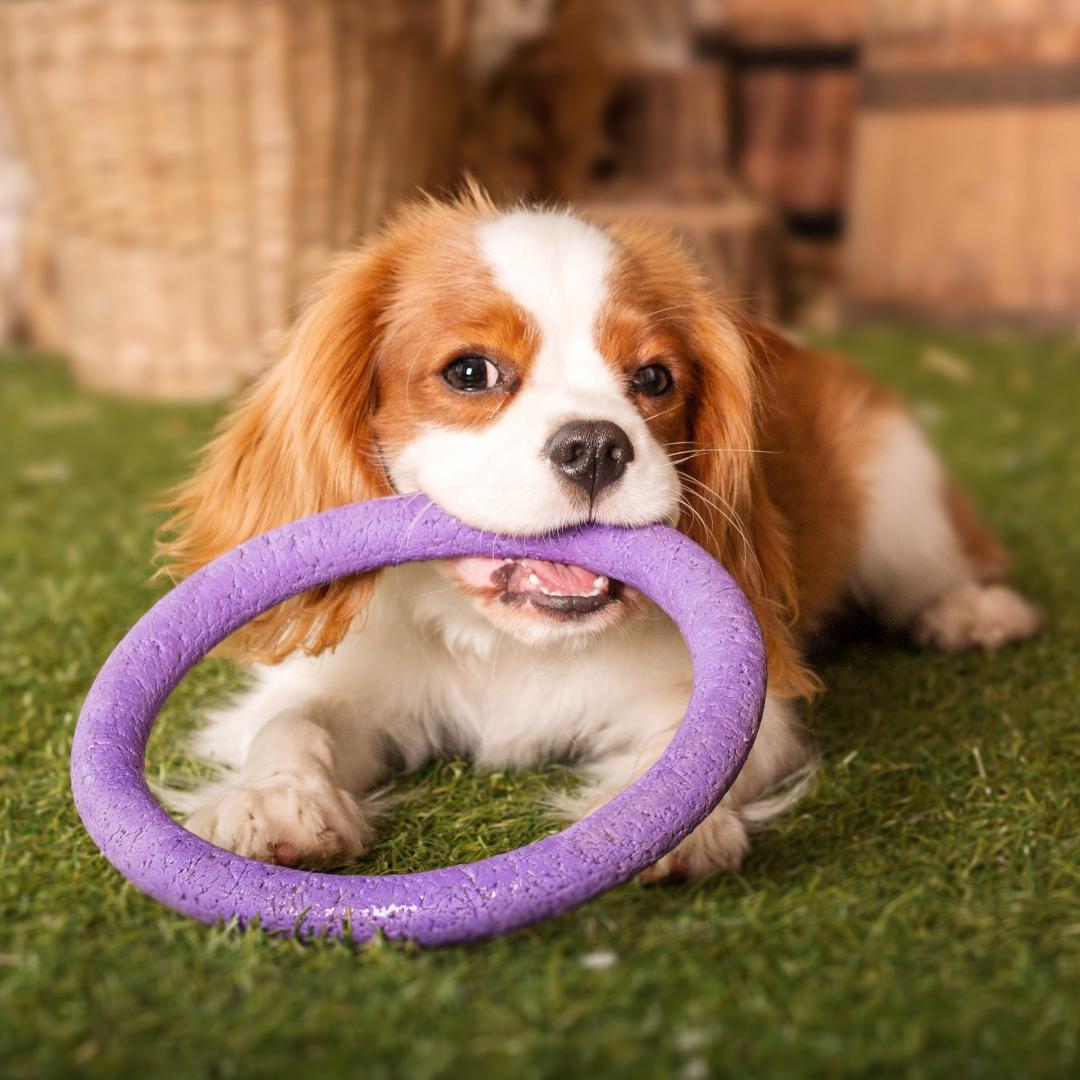 Cavalier King Charles Spaniel puppy dog playing with toy