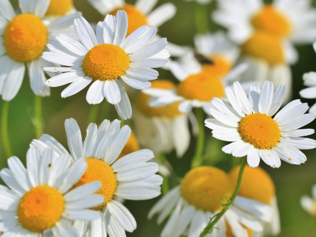 Chamomile Plant