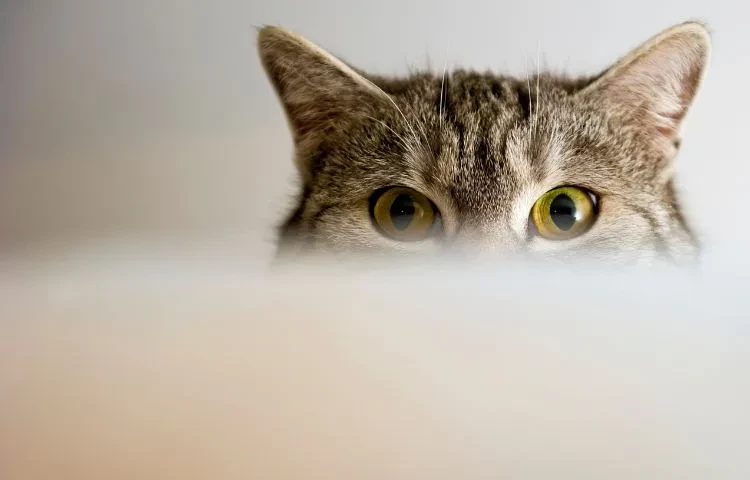 eye cat body language meaning