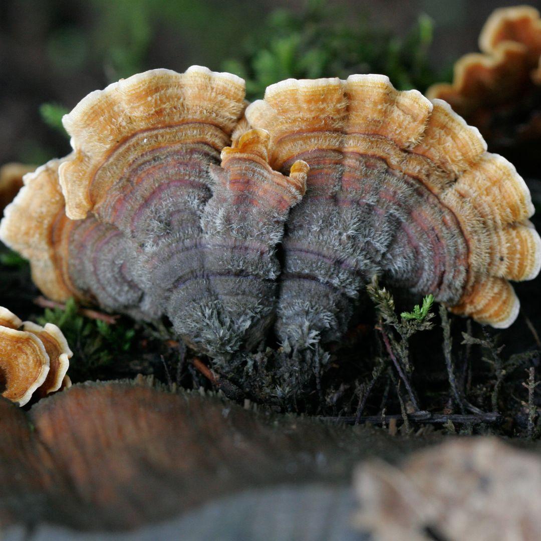 Close up of a turkey tail mushroom