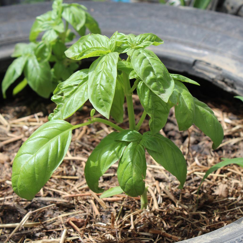 Our Community Garden shows regeneration is possible on any land