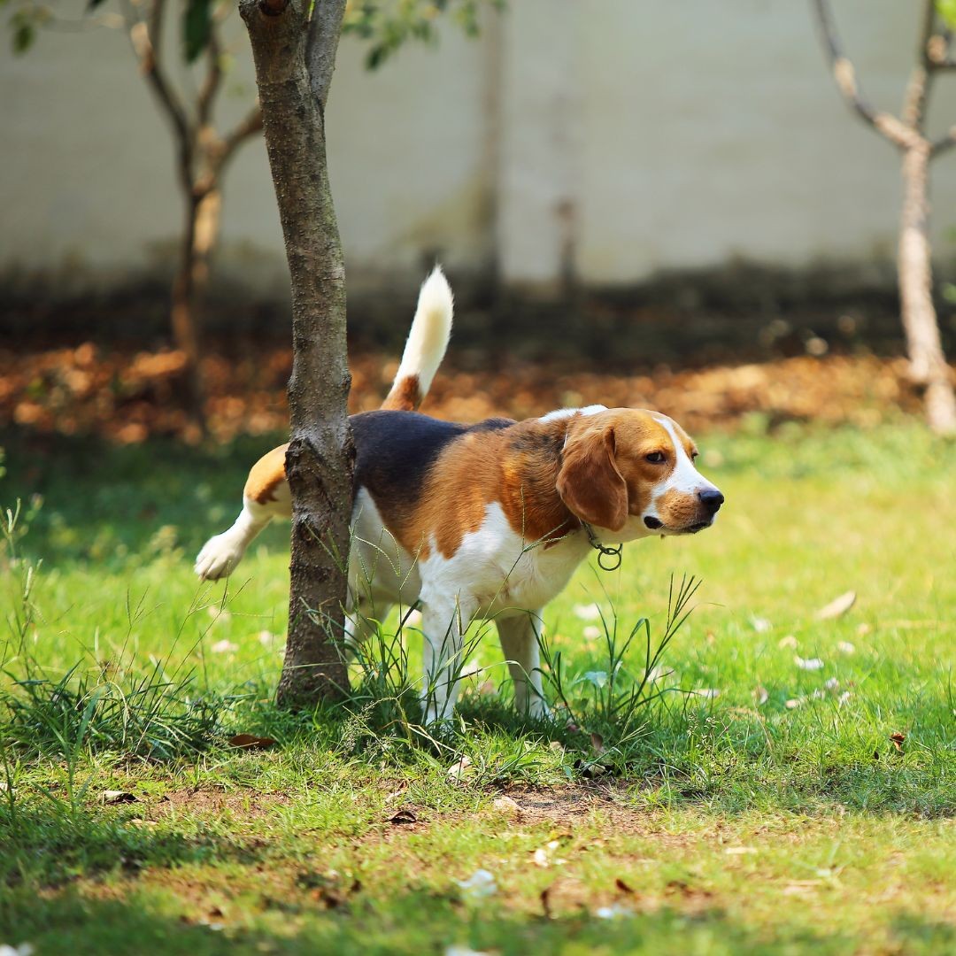 Beagle dog lifting leg to pee