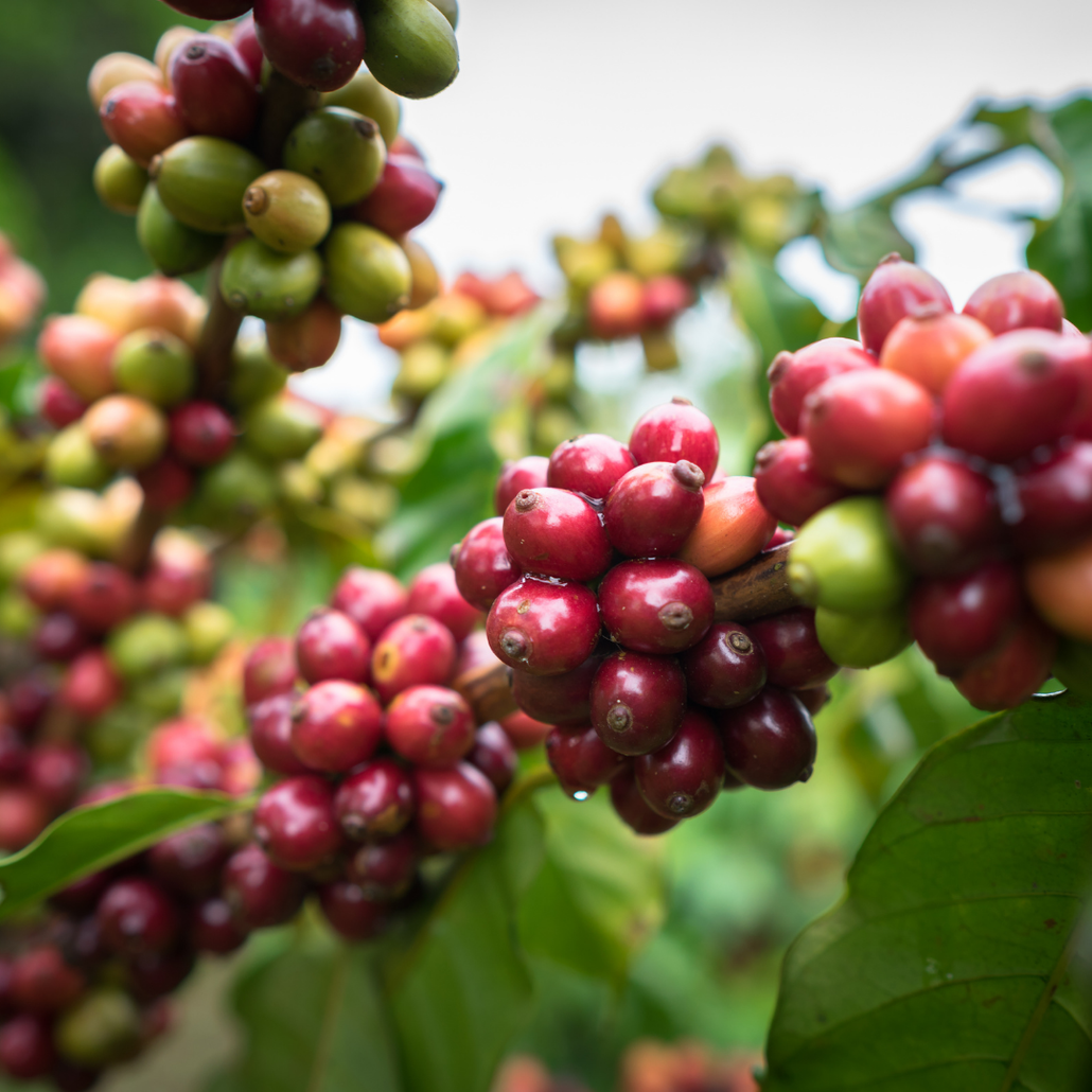 coffee cherries