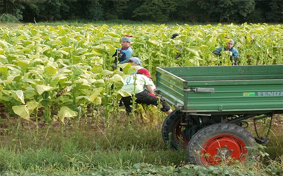 Harvesting tobacco