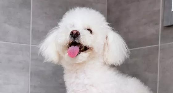 Why is My Dog Not Peeing? Causes, Diagnosis, and Treatment