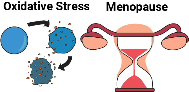 Oxidative stress and menopause