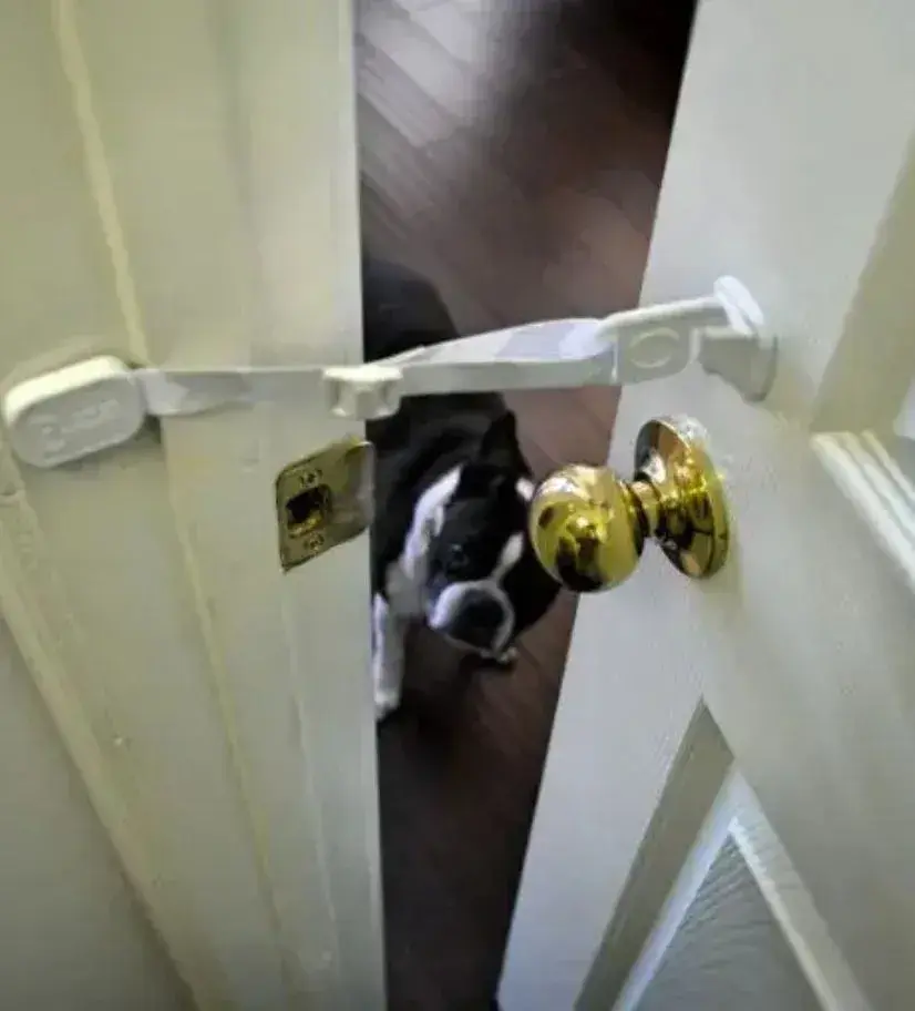 A dog peeks through a door with a white handle, secured by a Door Buddy Door Strap.