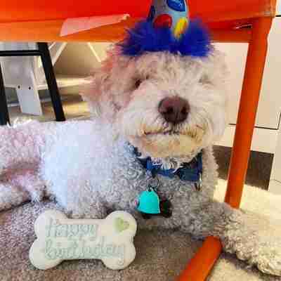 October 2020 Dog Birthday Party Celebration | Dog Birthday Treats