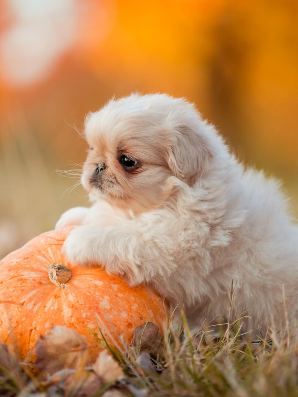 Pekingese dog