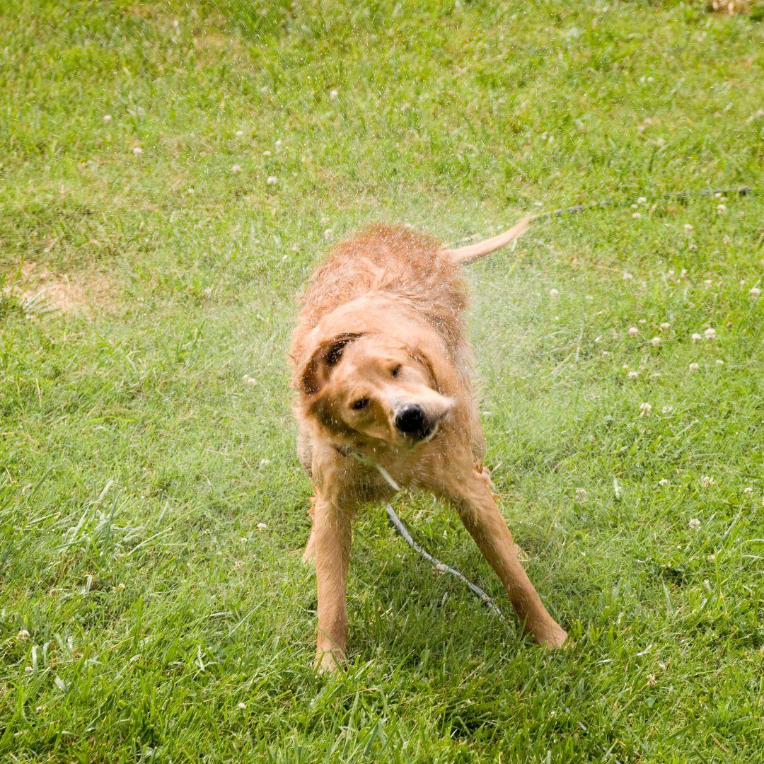 Dog shaking off water