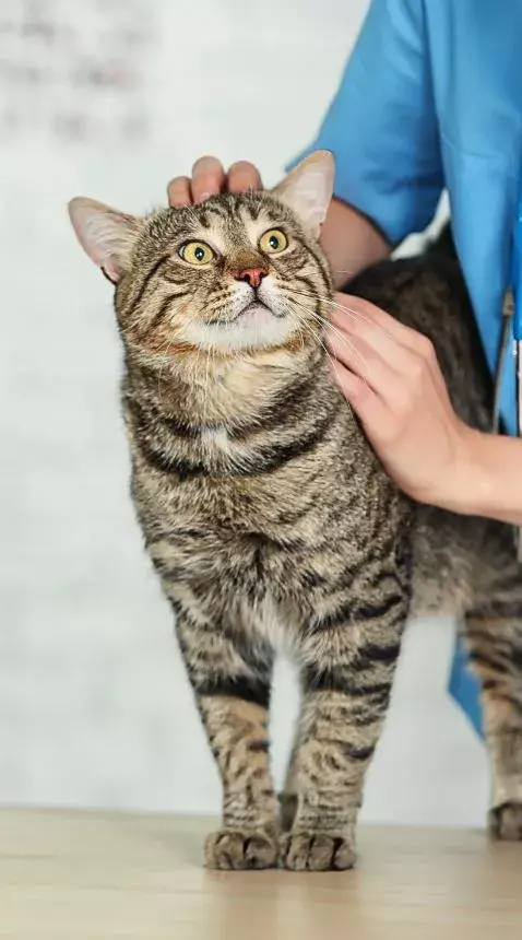 Adopting a cat checklist