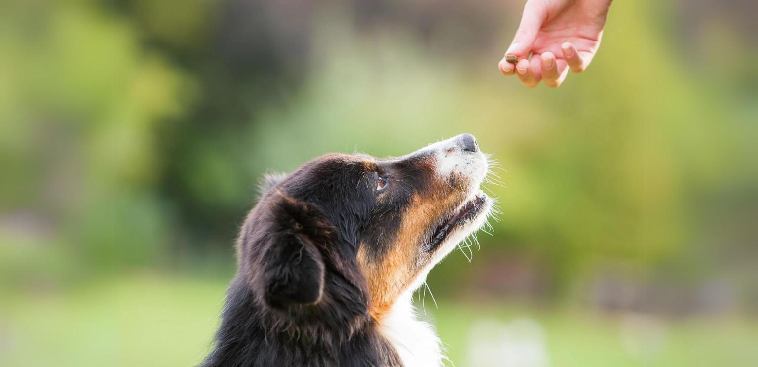 How To Train A Puppy Using Positive Reinforcement - Potty Buddy™