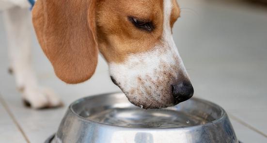 Beagle dog drink fresh water close up view outside of house