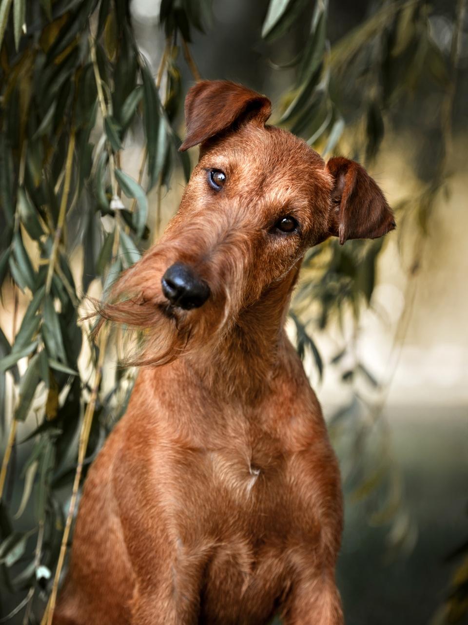 curious irish terrier dog portrait in summer