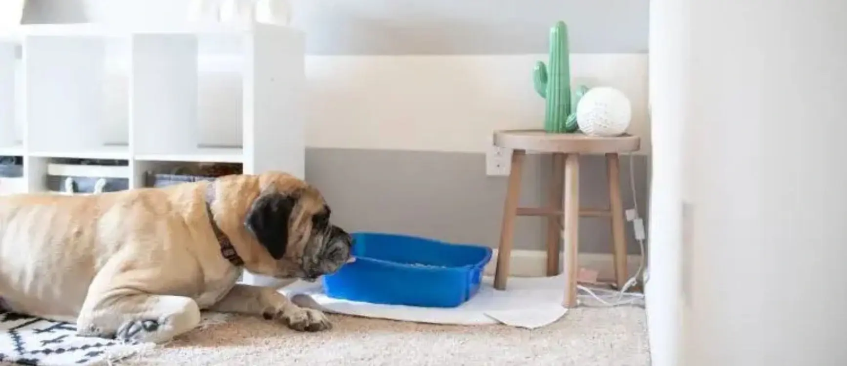 A dog lies on the floor beside a litter boxl, appearing relaxed and content in its environment.