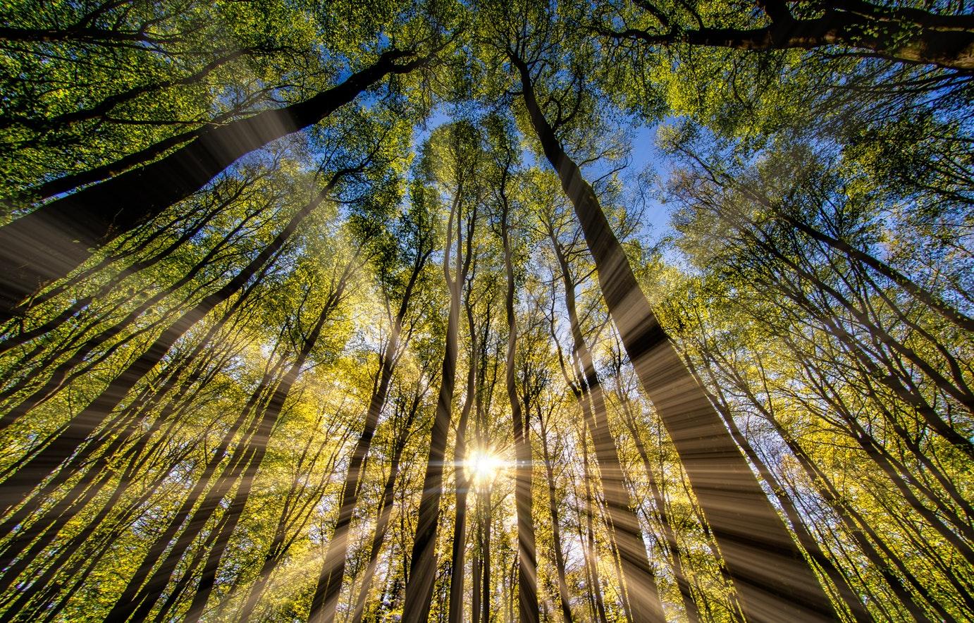 sunlight through trees saltwrap