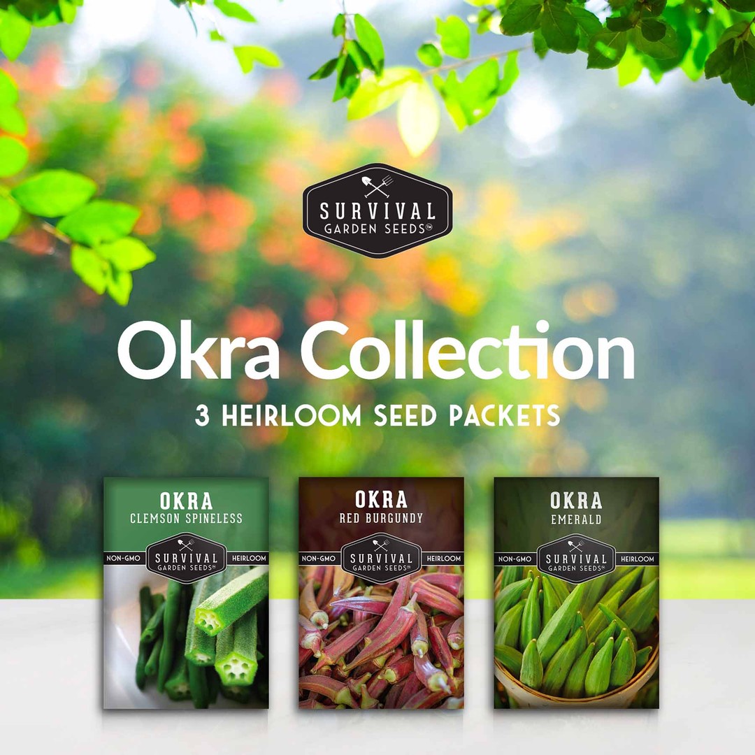 Okra Seed Collection - 3 heirloom varieties