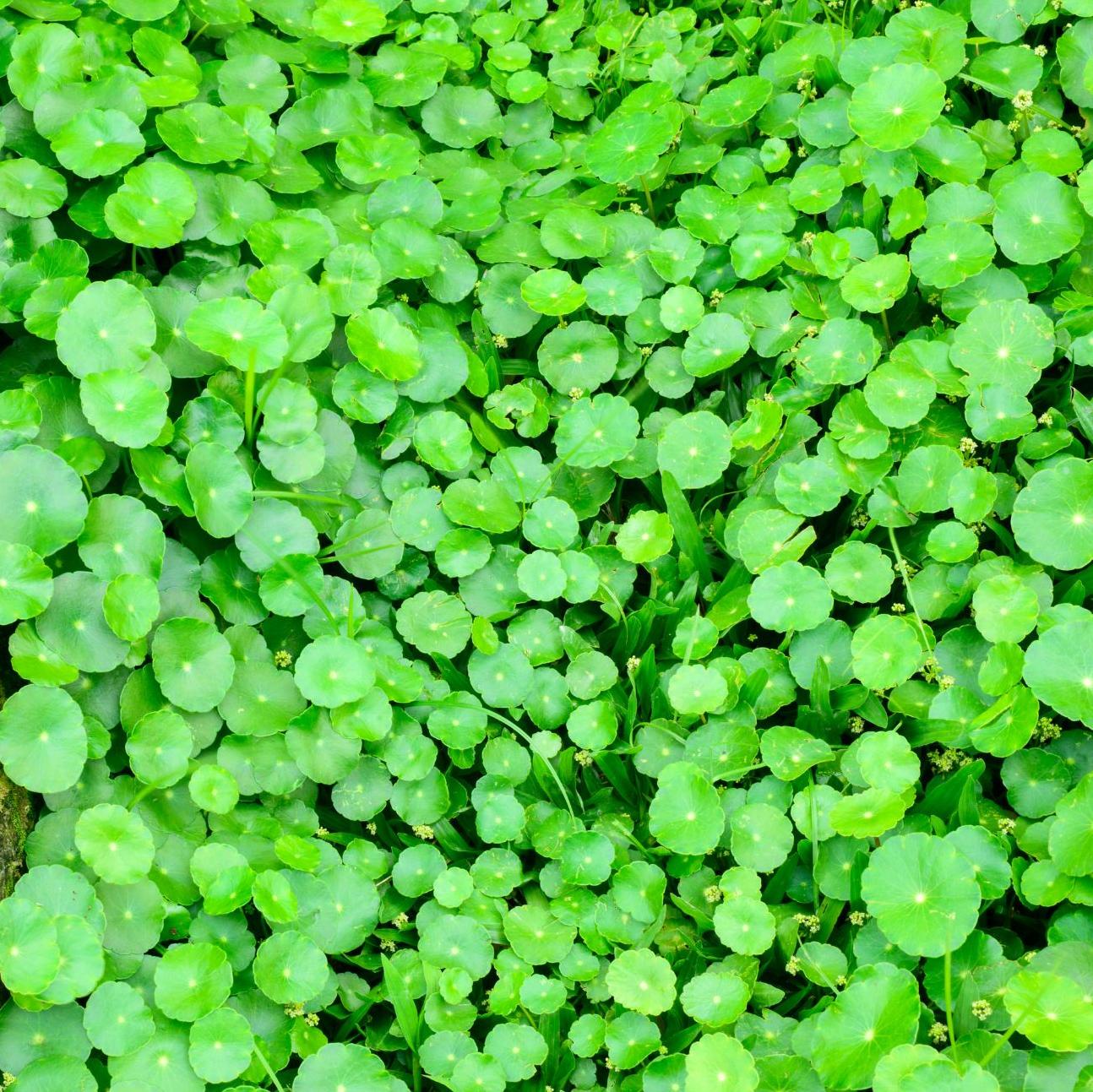 Aerial view of gotu kola next to a fallen log