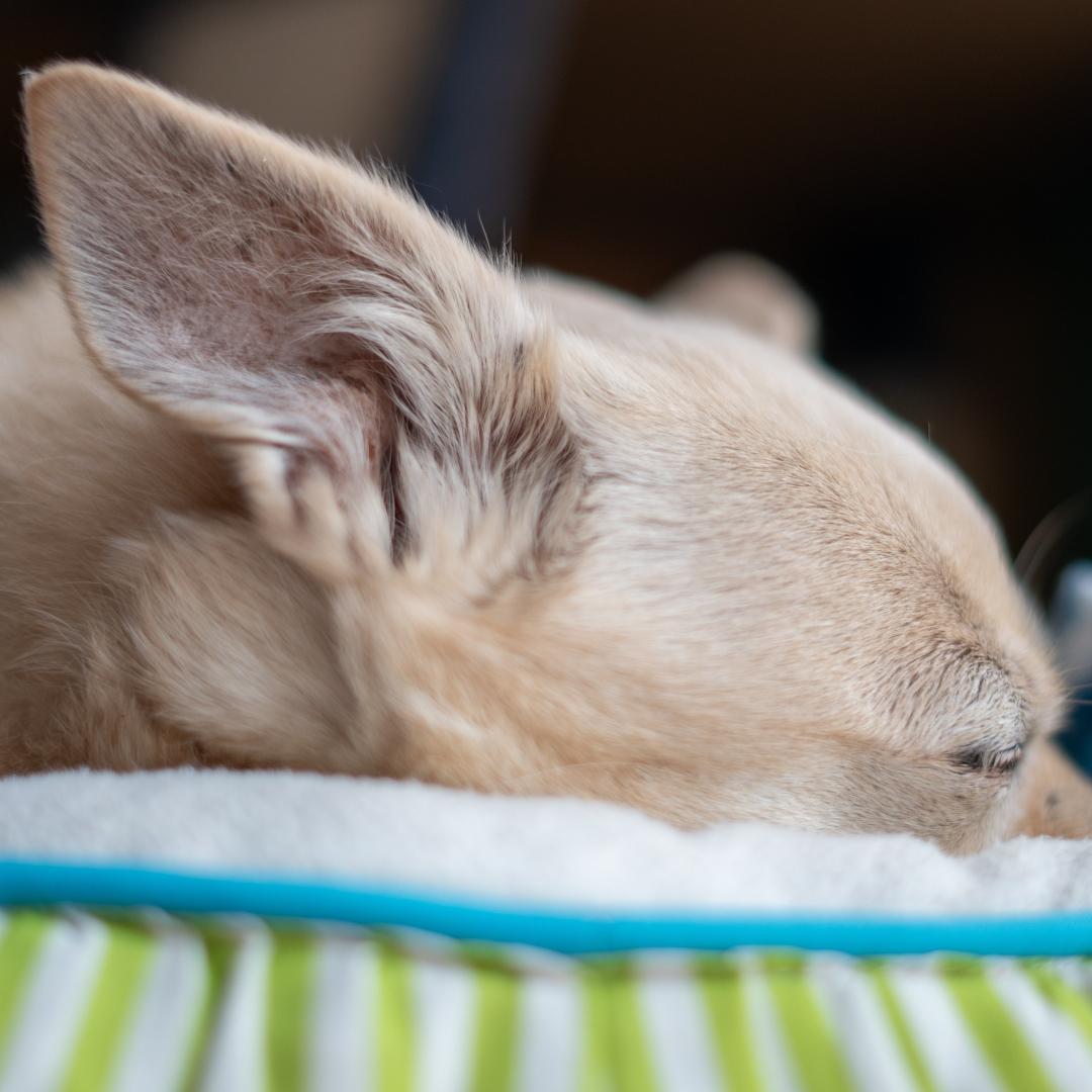 Cute little Chihuahua Mix sleeping peacefully in dog bed with little blue blanket