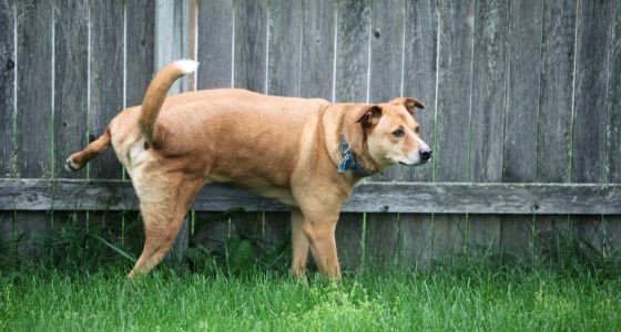 Male dog lifting leg to pee on fence