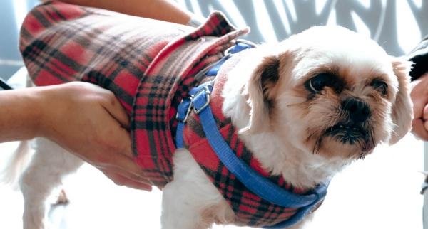 COLITIS IN DOGS: CAUSES, SYMPTOMS & TREATMENT