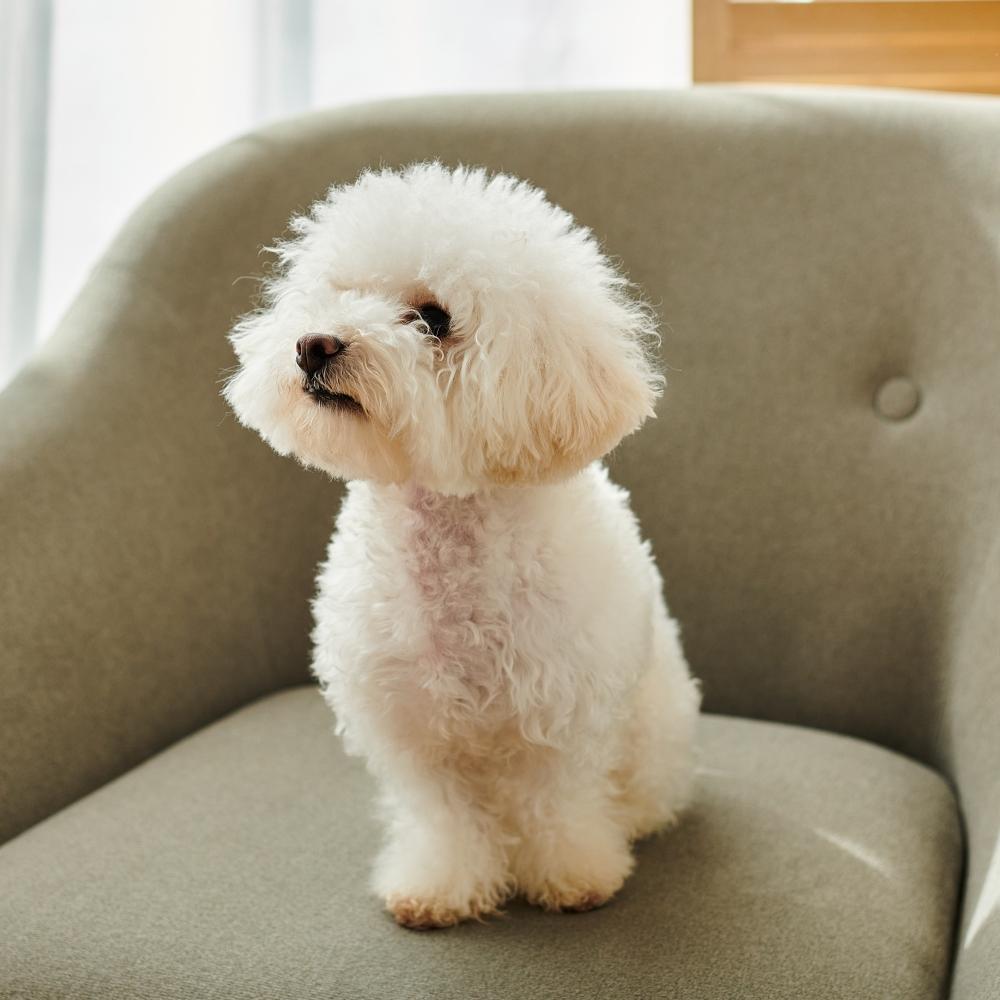 Bichon Frise dog