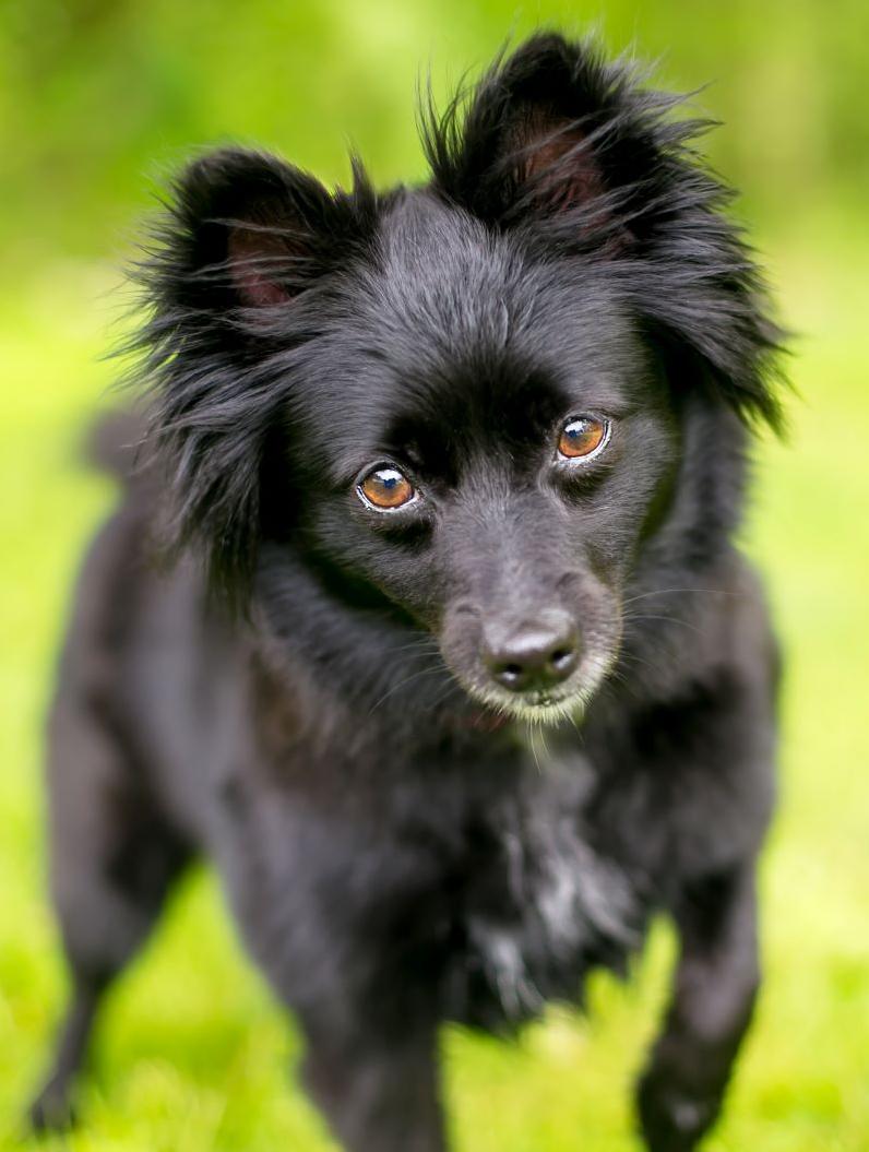 Schipperke