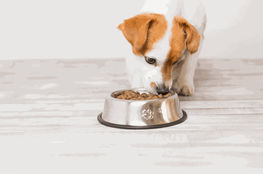 7 Ways to Keep Your Small Dog Out Of The Litter Box Door Buddy