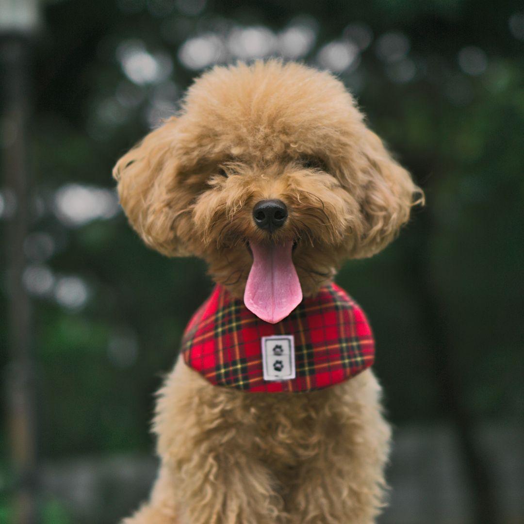 Toy Poodle outdoors