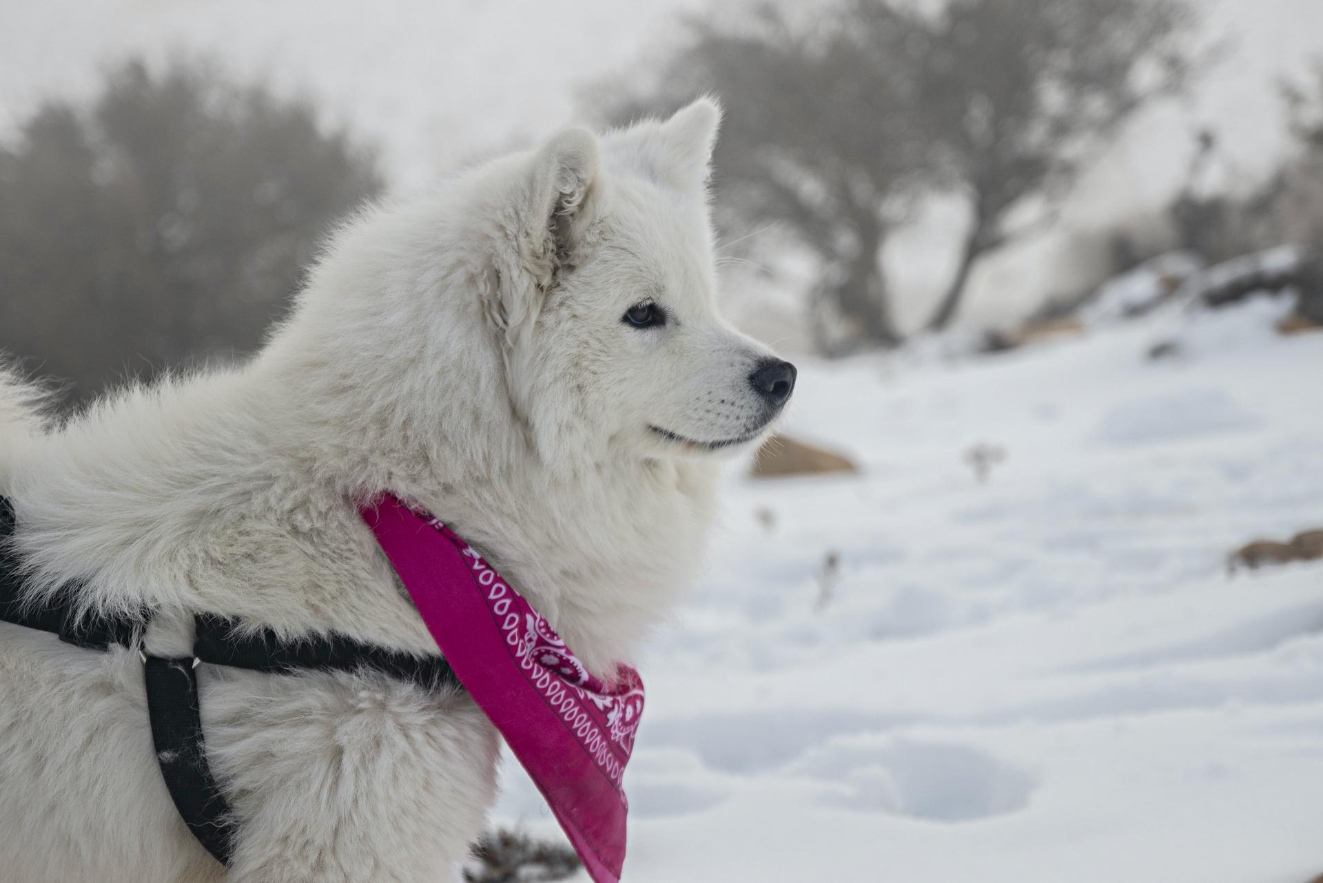 American Eskimo Dog