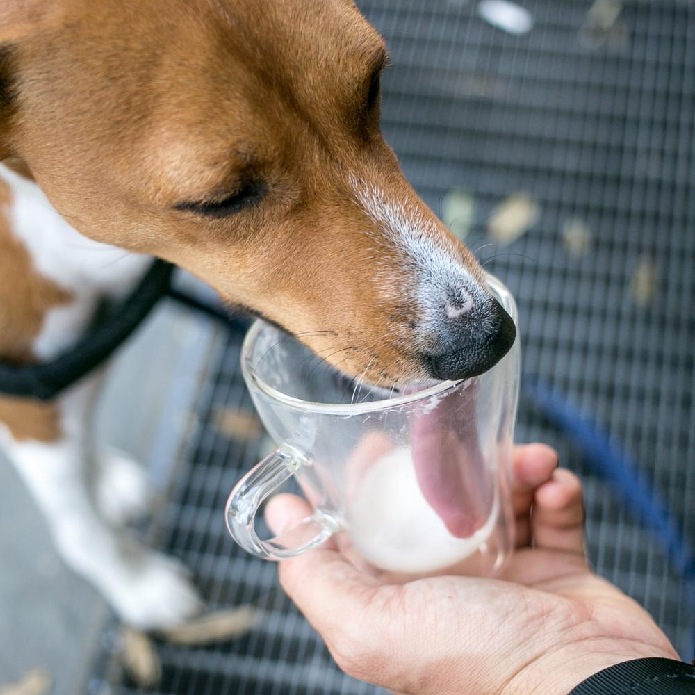 dog licks out milk from cup