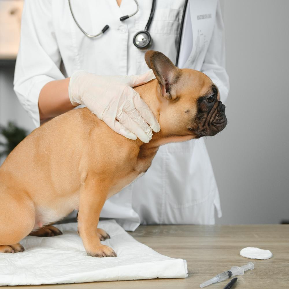 Veterinarian examining cute dog in clinic