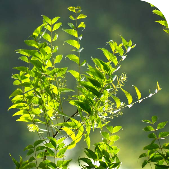 Neem Leaves