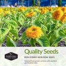 Quality non-hybrid heirloom Sunflower seeds for planting