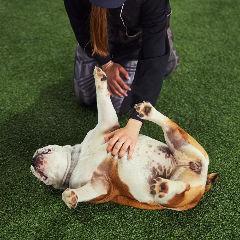 Professional handler teaching a puppy the Belly command