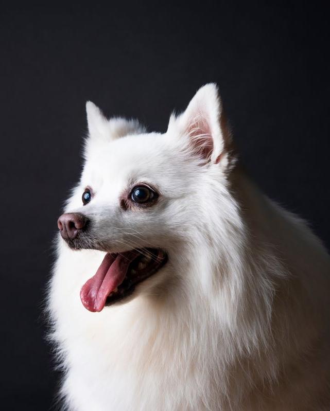 German Spitz