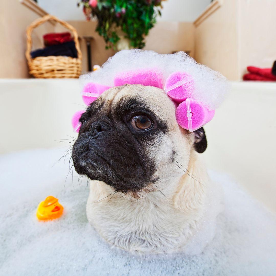 Pug taking bath