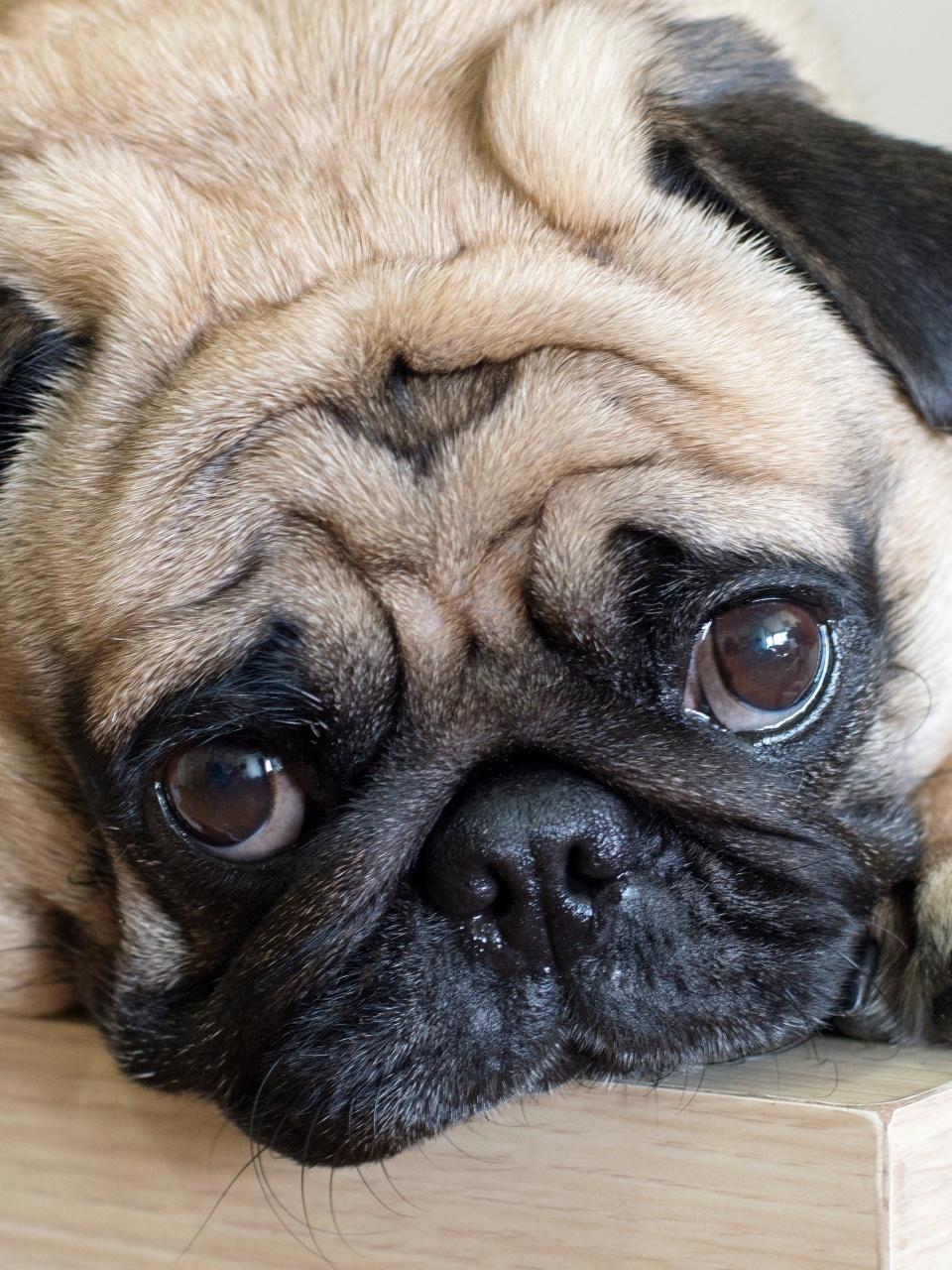 Close-up face of cute dog pug and sad face sleep on the floor